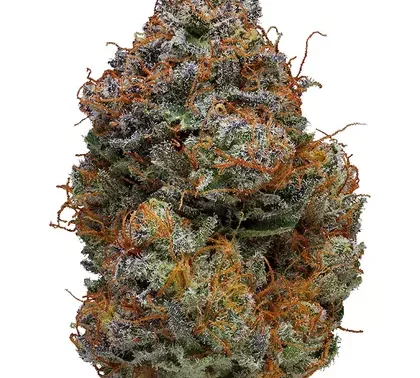 banana daddy strain