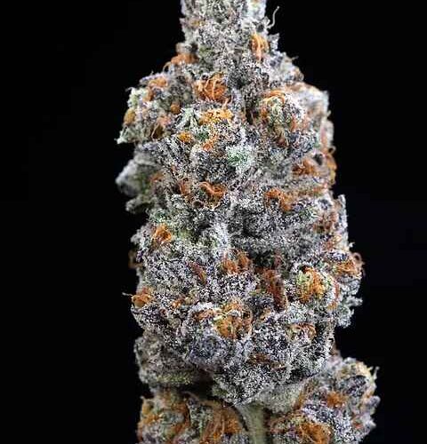 blue zushi strain