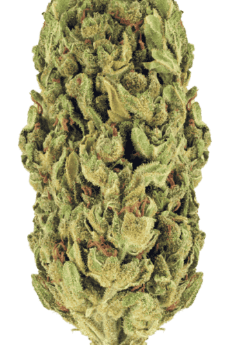 Jokerz Strain
