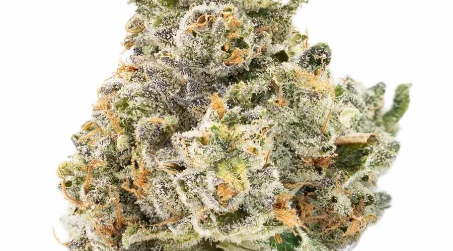 slapz strain