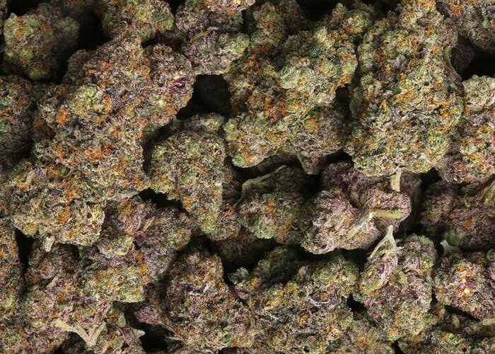Dosilato strain